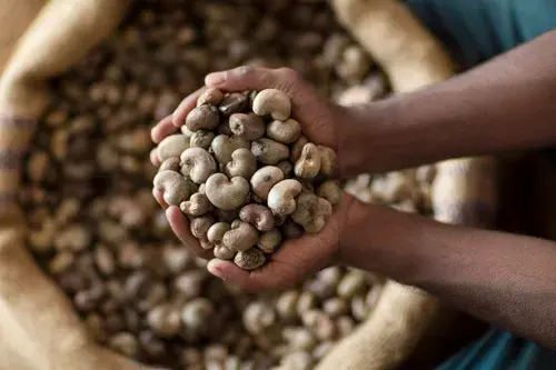 Raw cashew nuts