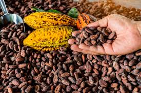Cocoa beans